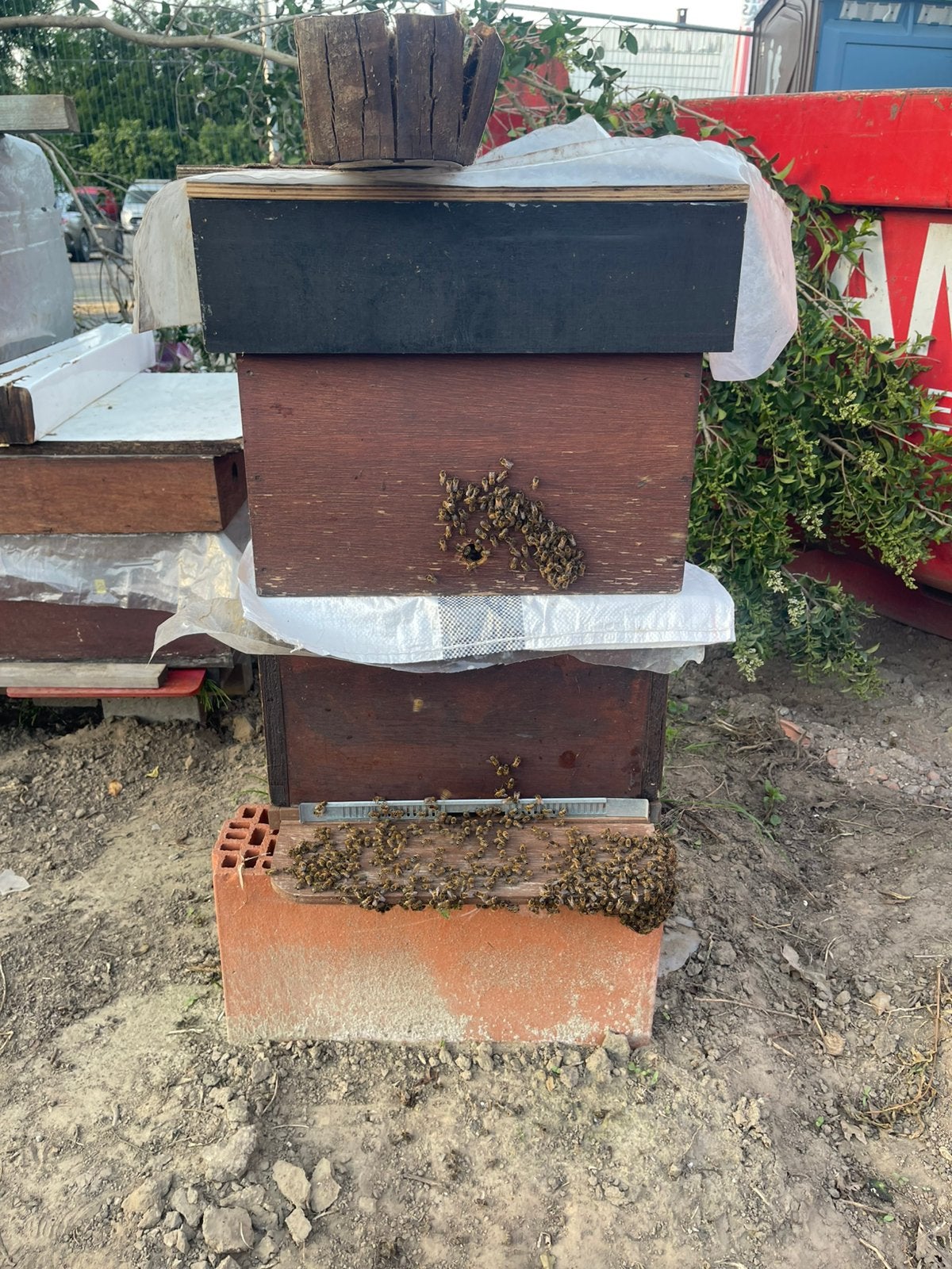 Bijenvolk op langstroth - 10 ramen, Abeilles