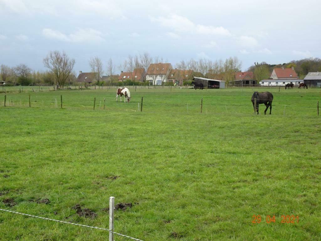 weide /box stalling paard De Haan, Pâturage