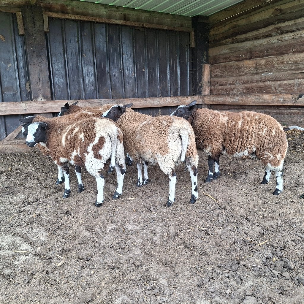 Baggerbonte schapen, Animaux & Accessoires