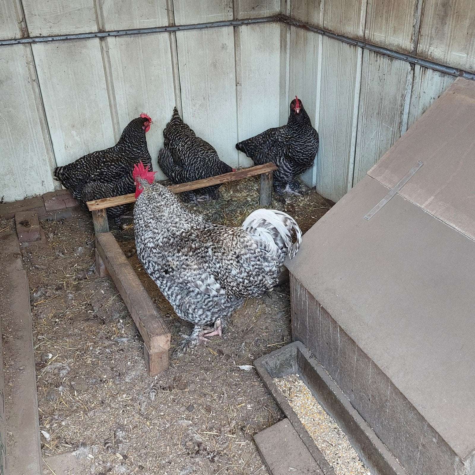 Mechelse koekoek broedeieren, Dieren en Toebehoren