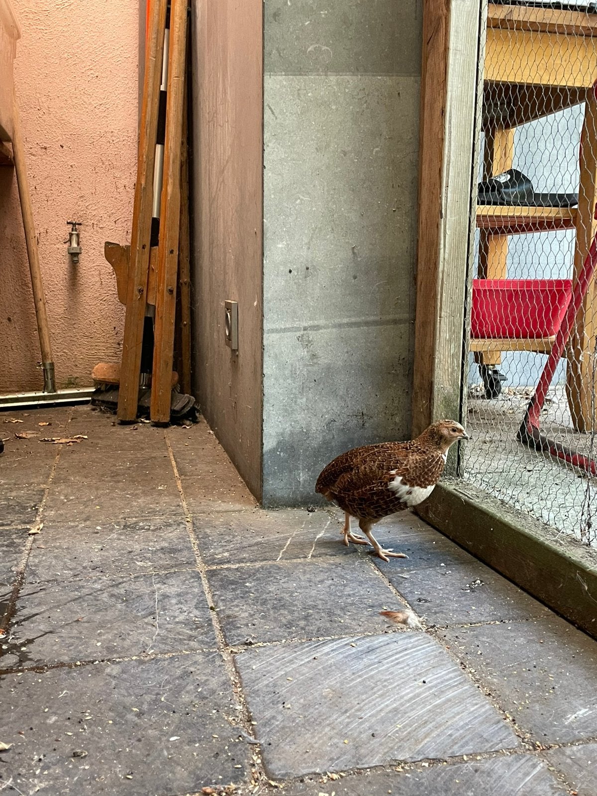 Kwartel, Geslacht onbekend, Overige soorten