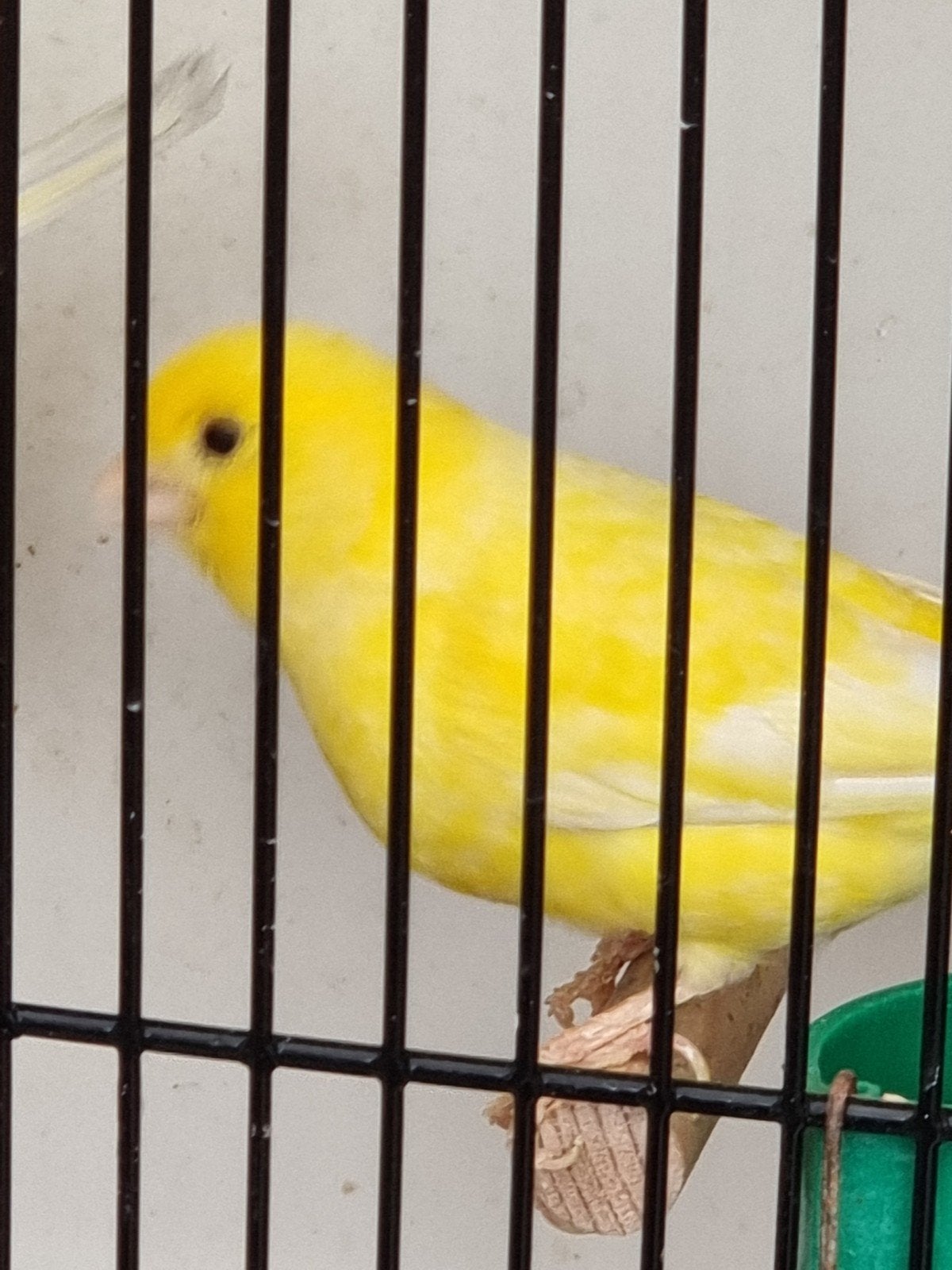 Gele kanaries., Dieren en Toebehoren, Kleurkanarie