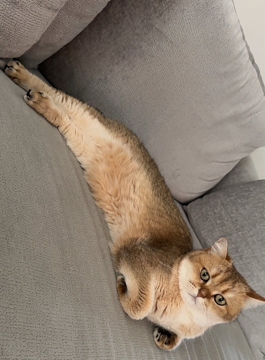 Britse korthaar golden shaded, Poes, Gechipt, 3 tot 5 jaar