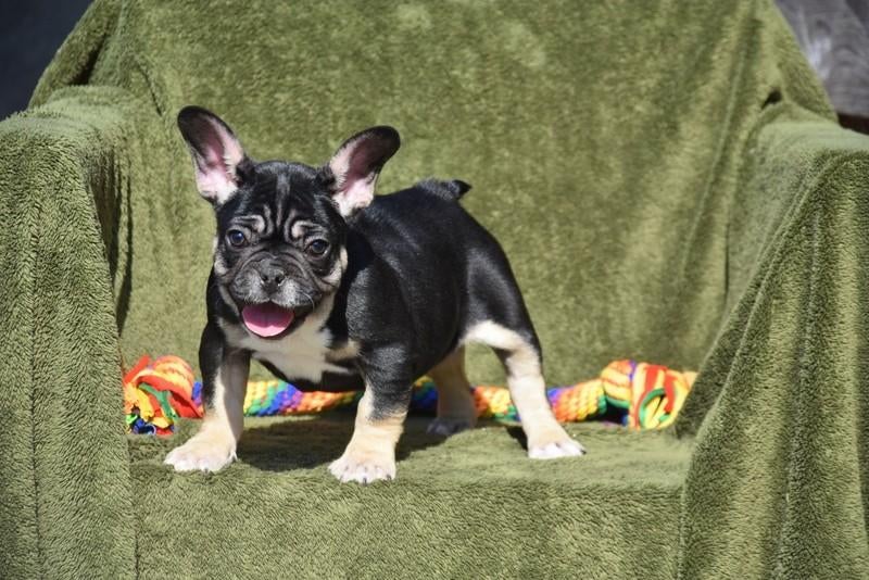 Zwart Tricolor Frans Bulldog pupje, Chienne, Belgique, Bouledogue, Plusieurs