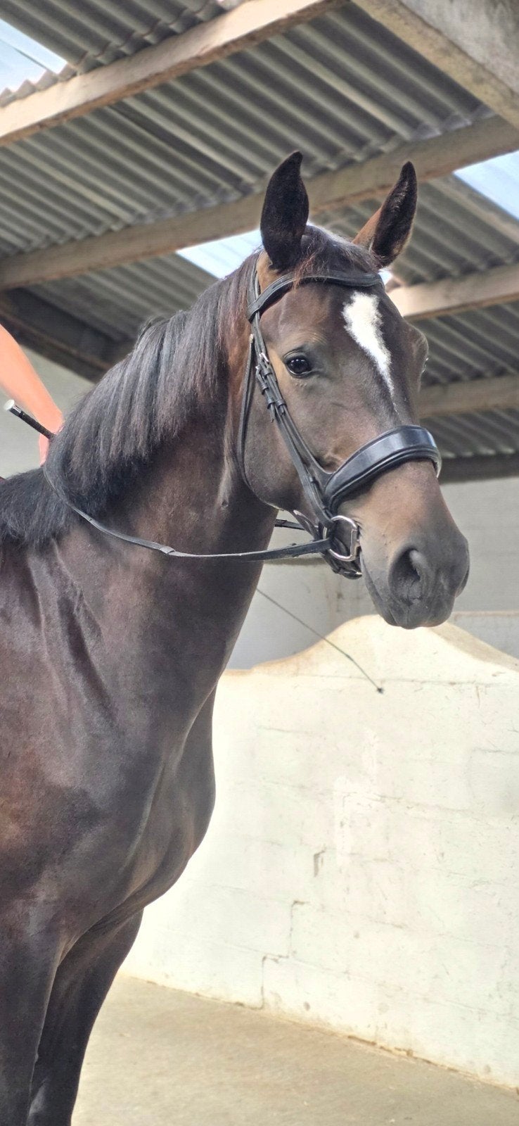 jolie jument de dressage de 4 ans, Cheval de dressage, B, Avec pedigree, 165 à 170 cm