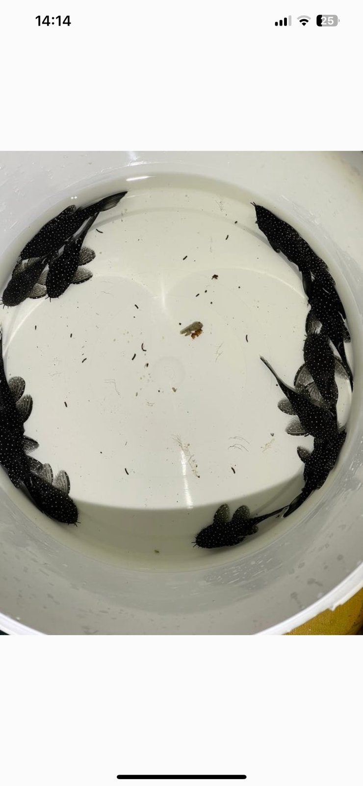 L 181 pleco