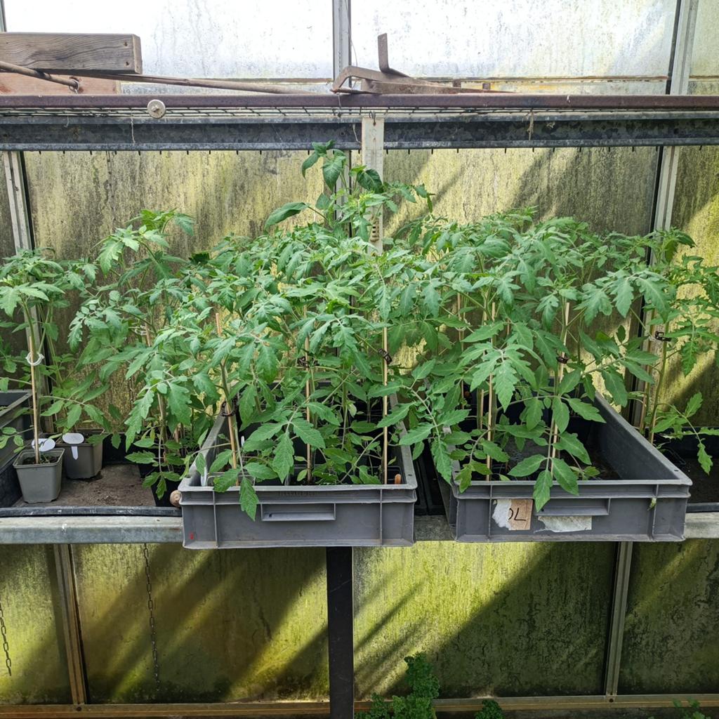 Tomatenplanten ruilen tegen andere soorten ,ca 30-50cm, Ophalen