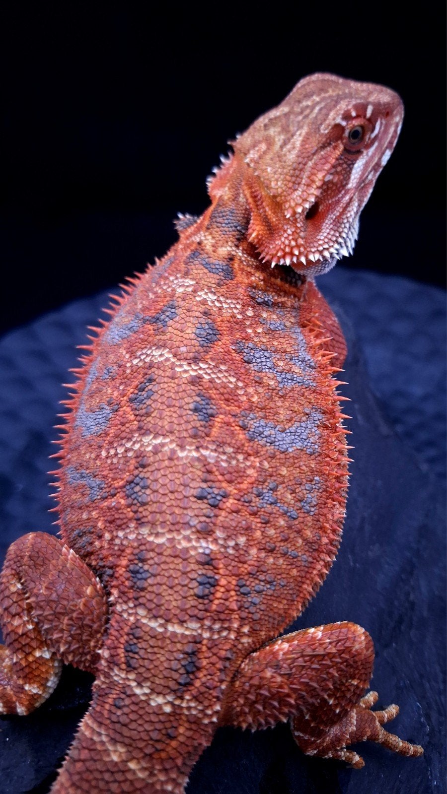 50% Red Monster Extreme Blue Tiger Baardagaam vrouwen, Hagedis, Tam, 0 tot 2 jaar
