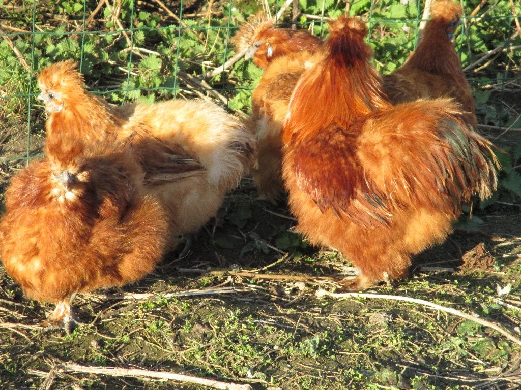 Broedeieren van d. rode zijdehoenders, Dieren en Toebehoren