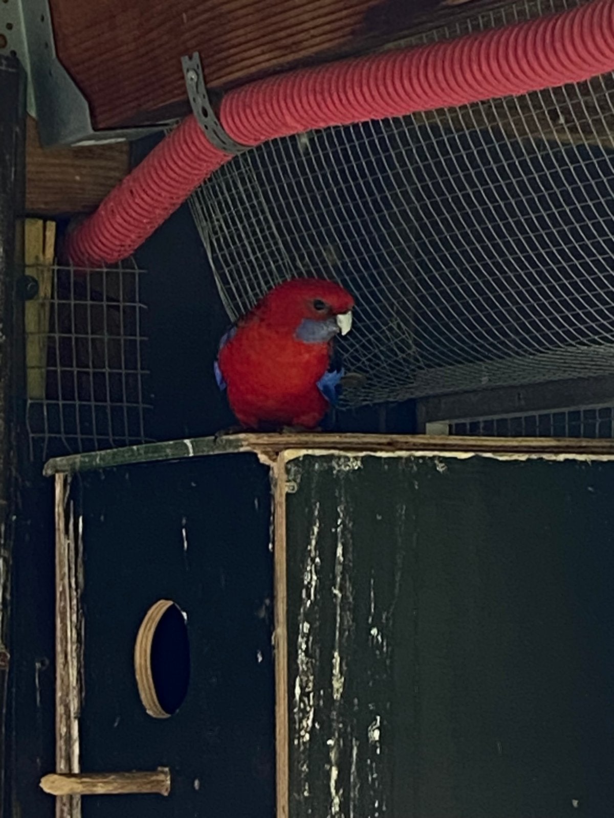 Pennant rosella pop te koop, Femelle, Perruche