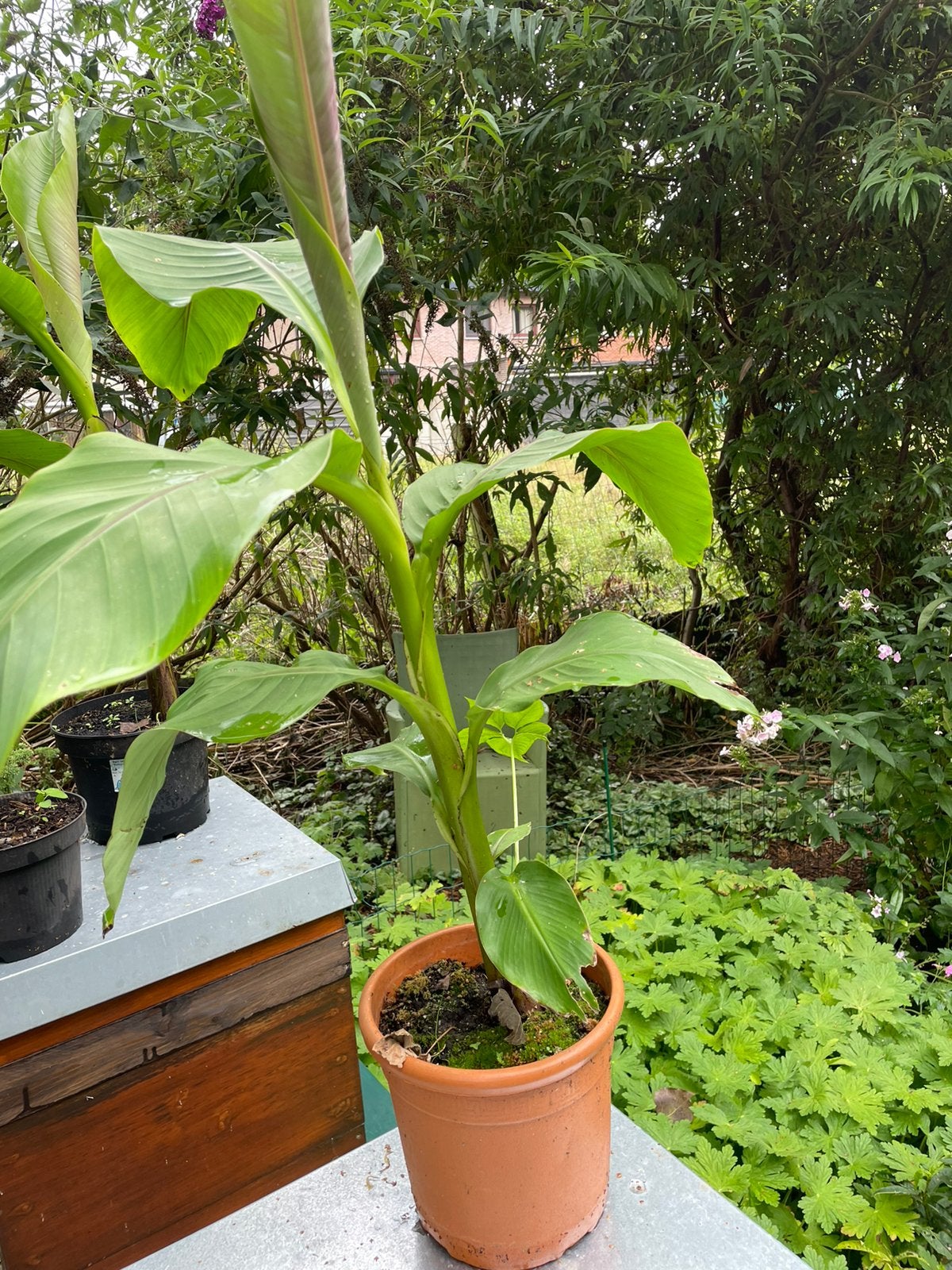 Nog enkele bananen planten, Tuin en Terras, Planten | Tuinplanten, Ophalen