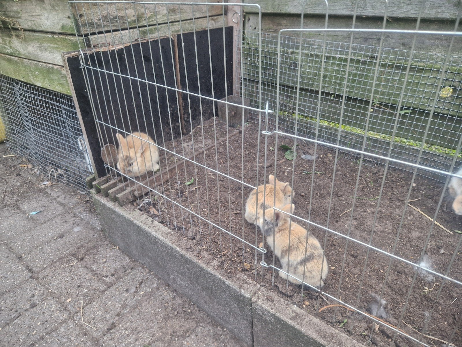 konijnen, Dieren en Toebehoren, Ophalen