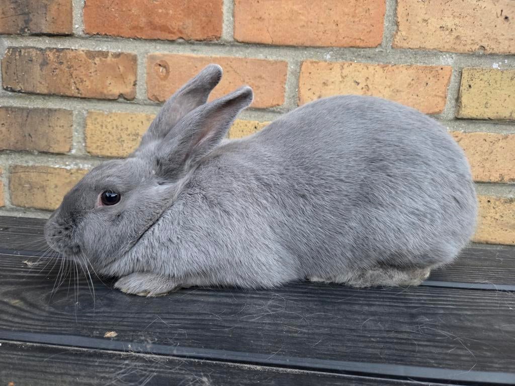 Blauw van Beveren, Mannelijk, Middelgroot, 0 tot 2 jaar