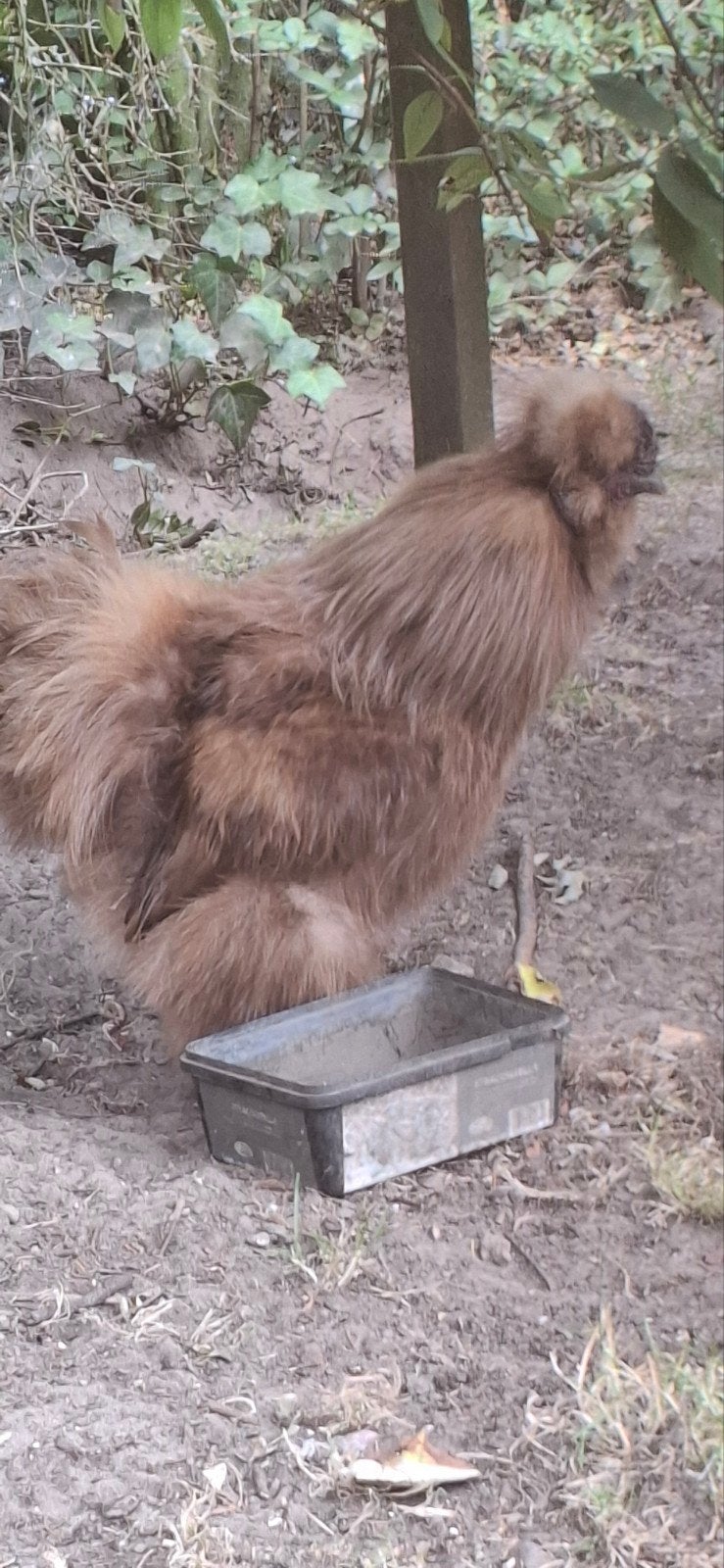 gratis zijdehoen haantje, Mâle, Poule ou poulet