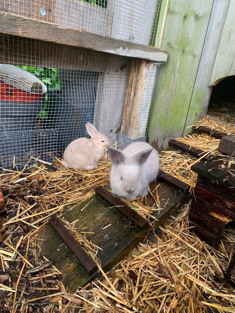 Lieve jonge konijntjes zoeken een nieuwe thuis, Dieren en Toebehoren, Meerdere dieren, Klein, 0 tot 2 jaar