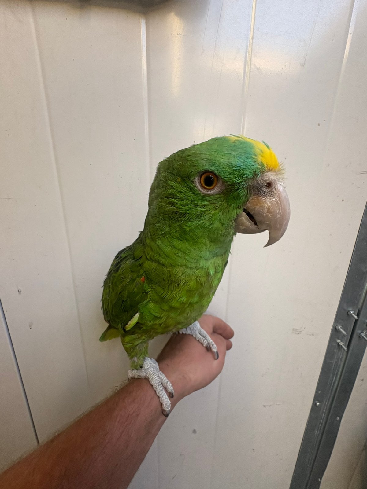 Tamme Panama geelvoorhoofd amazone, Dieren en Toebehoren, Vogels | Parkieten en Papegaaien, Papegaai, Pratend