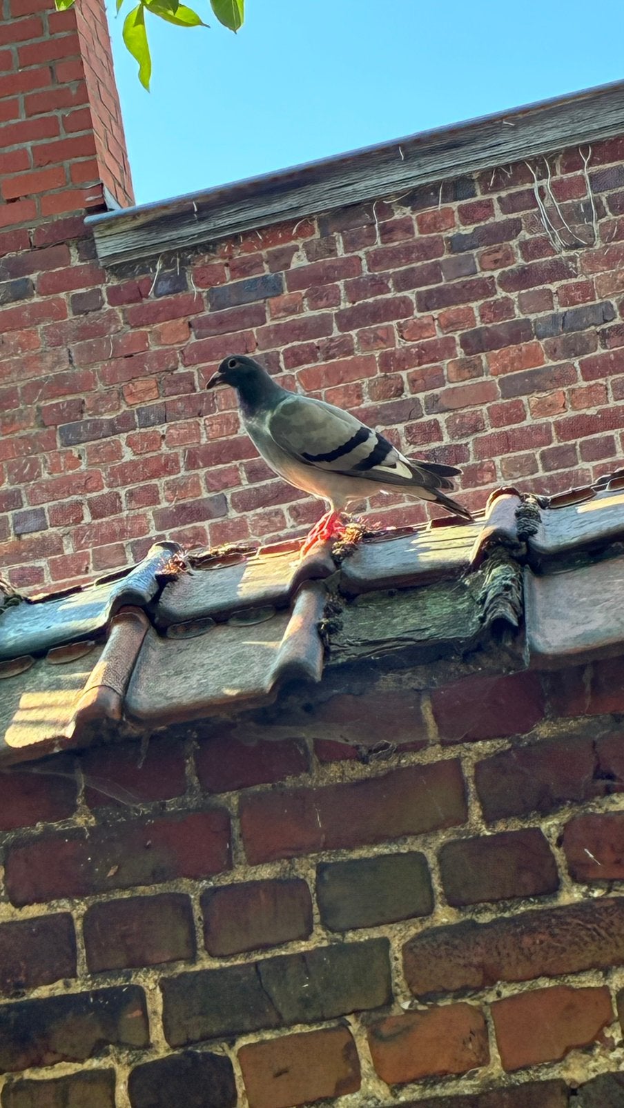 Post duif, Dieren en Toebehoren, Vogels | Duiven