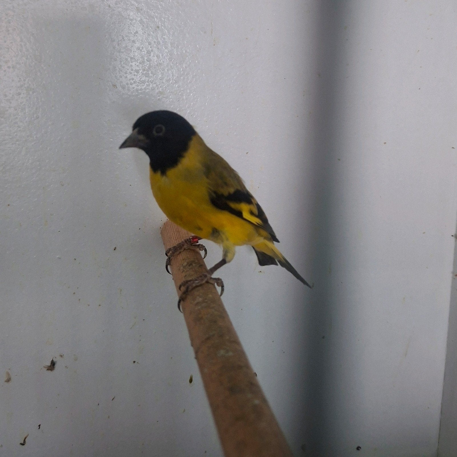 Verschillende vogels en kwartels, Dieren en Toebehoren