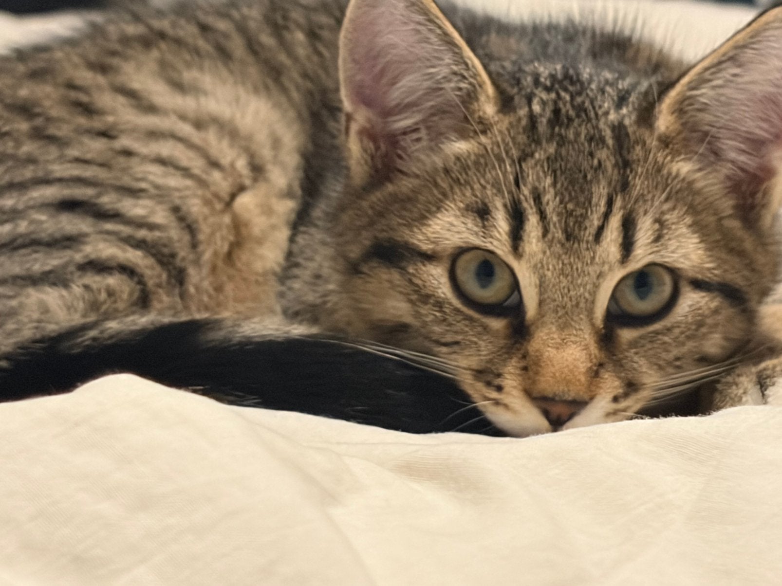 Kittens, Dieren en Toebehoren, Ophalen