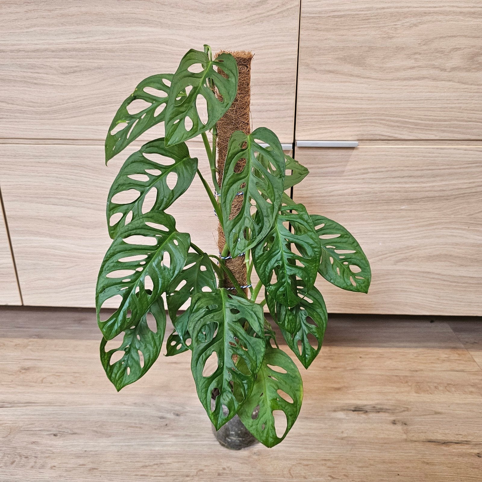monstera adansonii, Autres espèces, En pot, Enlèvement ou Envoi, Moins de 100 cm