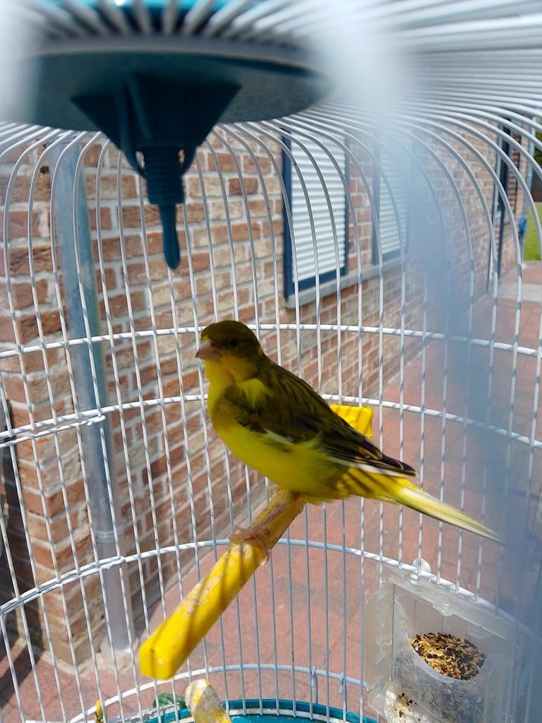 CANARIS REPRODUCTEURS DE DIFFÉRENTES COULEURS, avec ou sans, Animaux & Accessoires, Oiseaux | Canaris, Canari chanteur, Plusieurs animaux