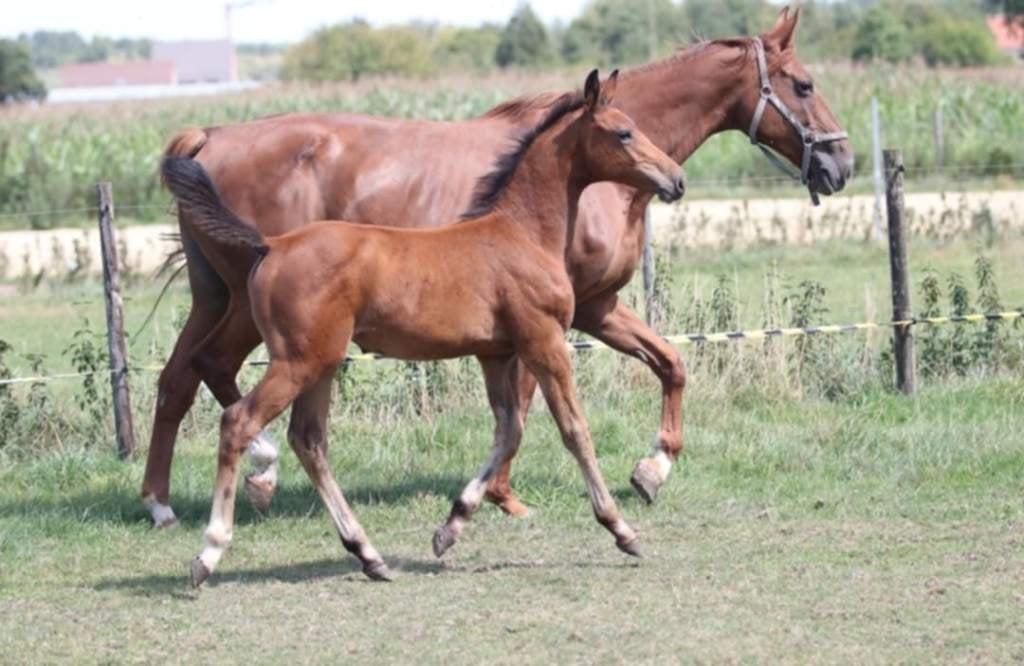 Fokmerrie drachtig voor 2027 van Coriano, Merrie, Met stamboom, Springpaard, 175 cm of meer