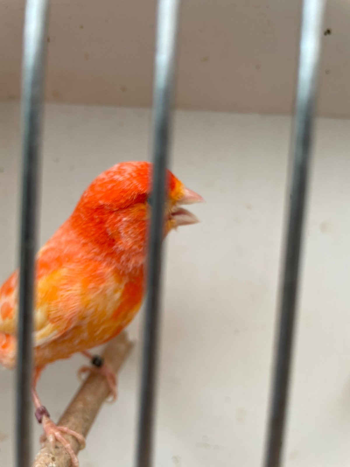 À vendre : 4 magnifiques canaris mâles (1 rouge et 3 jaunes), Animaux & Accessoires, Oiseaux | Canaris