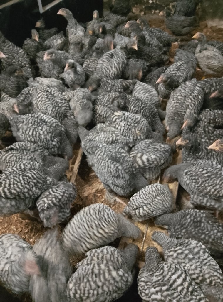 25 Hanen Mechelse koekoek, Dieren en Toebehoren, Pluimvee