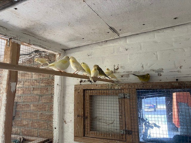 kleurkanaries, Plusieurs animaux, Canari de couleur