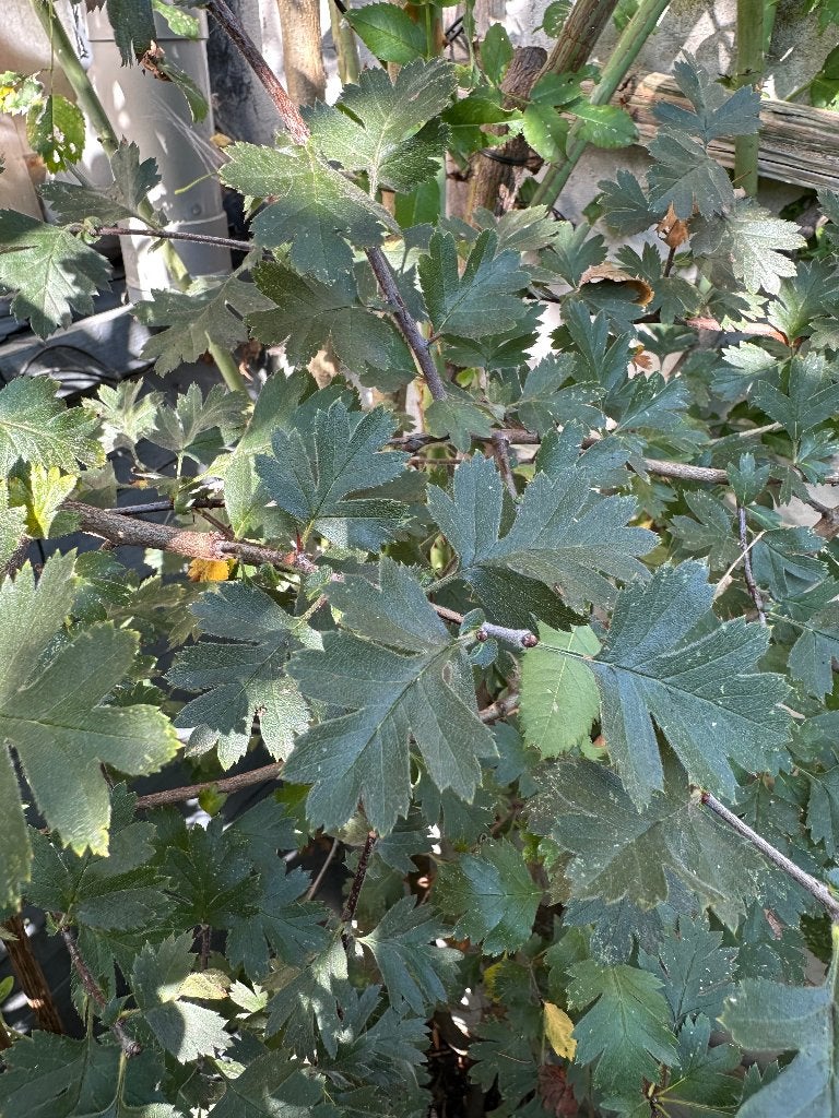 Meidoorn Crataegus Schraderiana, Tuin en Terras, Ophalen, Lente, Overige soorten, Volle zon