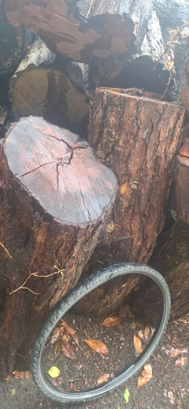 +- 20 stères de robinier ( faux acacias) axe de 20 a 70cm, 6 m³ ou plus, Enlèvement, Autres essences de bois, Troncs d'arbres