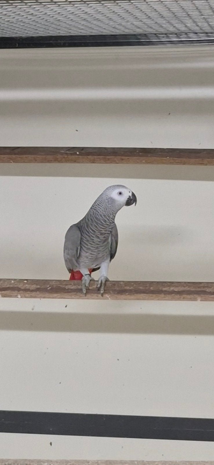 Grijzeroodstaart POP, Dieren en Toebehoren, Vrouwelijk, Papegaai, Geringd