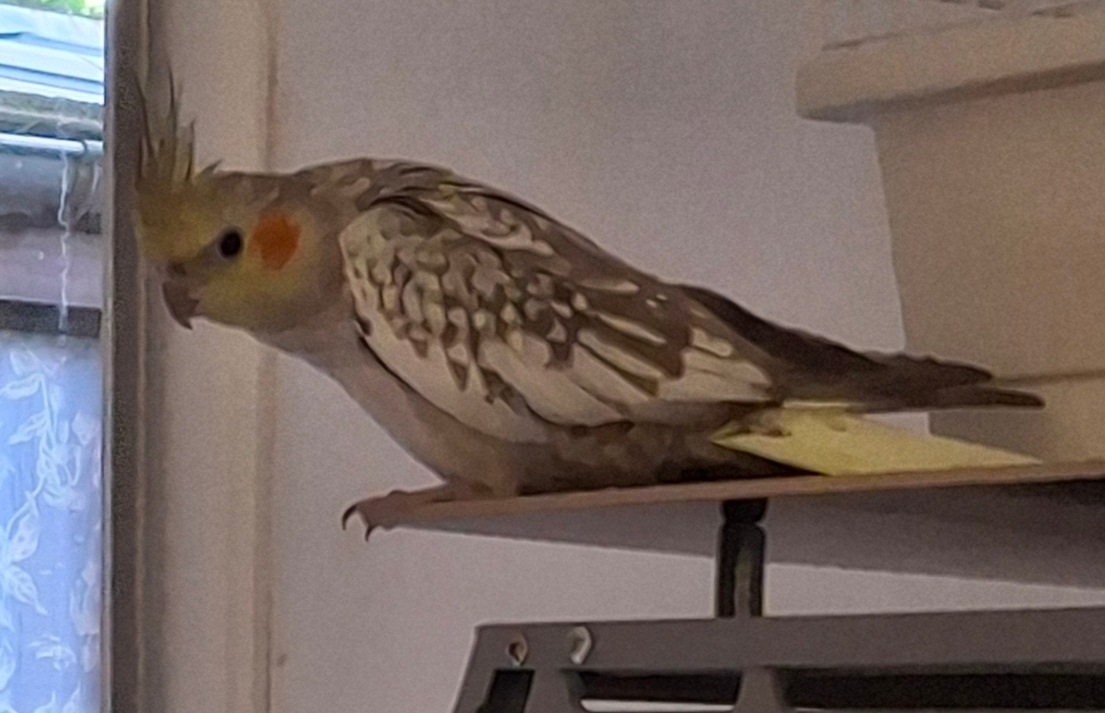 pop niet tam Aalter, Dieren en Toebehoren, Vogels | Overige Vogels, Vrouwelijk