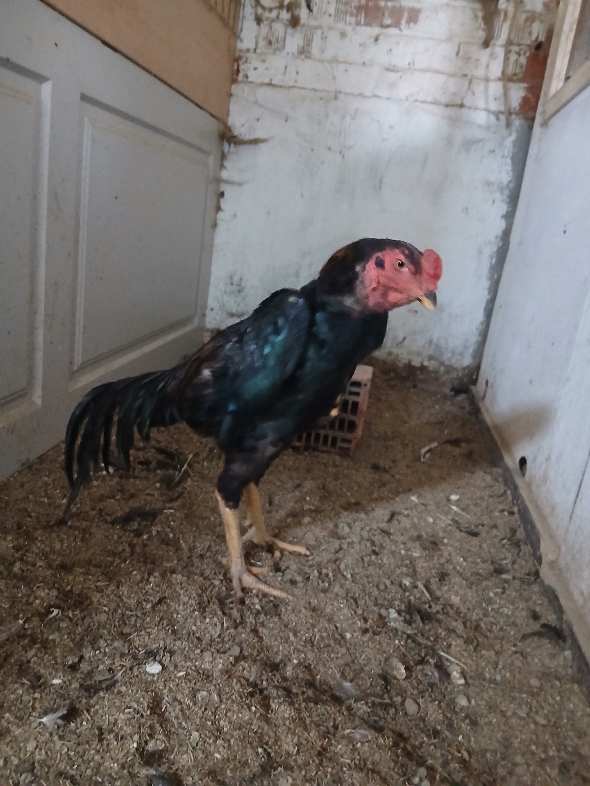 shampoing 2025, Mâle, Poule ou poulet