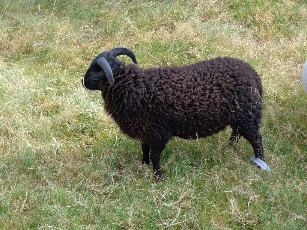 ouessant schaap, Mâle, Mouton, 0 à 2 ans