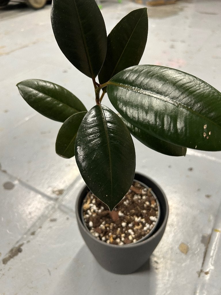 Ficus elastica, Enlèvement ou Envoi, Ficus, En pot, Moins de 100 cm