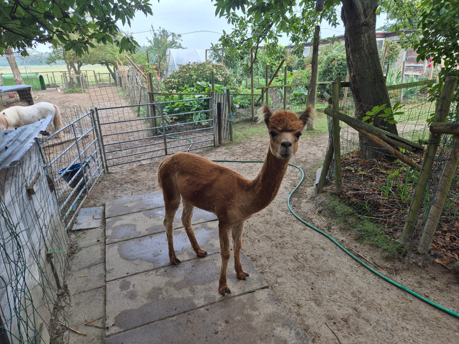 Alpaca hengst, Dieren en Toebehoren, Juli, Mannelijk