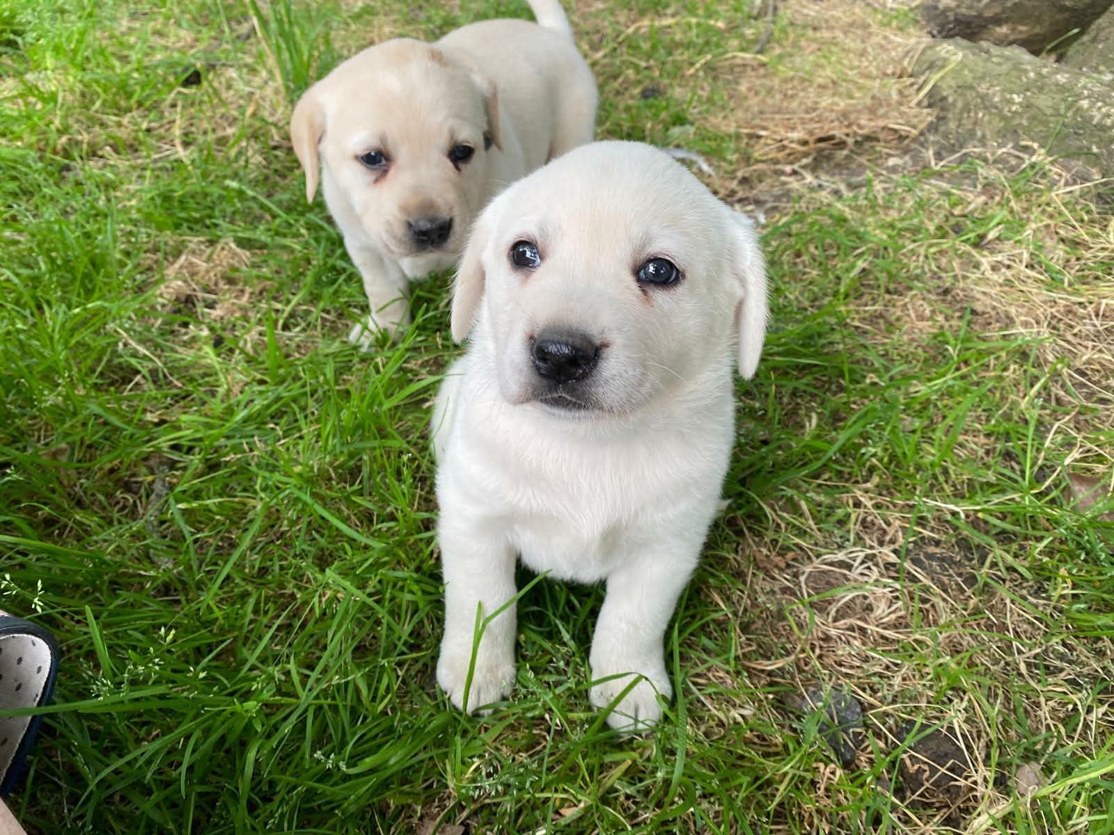 labradorpups op de boerderij, Dieren en Toebehoren, België, Fokker | Hobbymatig, 8 tot 15 weken, Labrador retriever