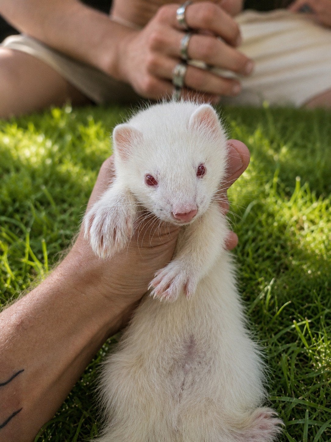 Les furets albinos (midi 8 semaines) peuvent se déplacer tra, Animaux & Accessoires, Avril, Mâle