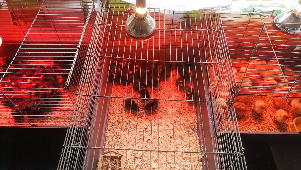 poussins d'un jour 13 races différentes pour 22 septembre, Plusieurs animaux, Poule ou poulet