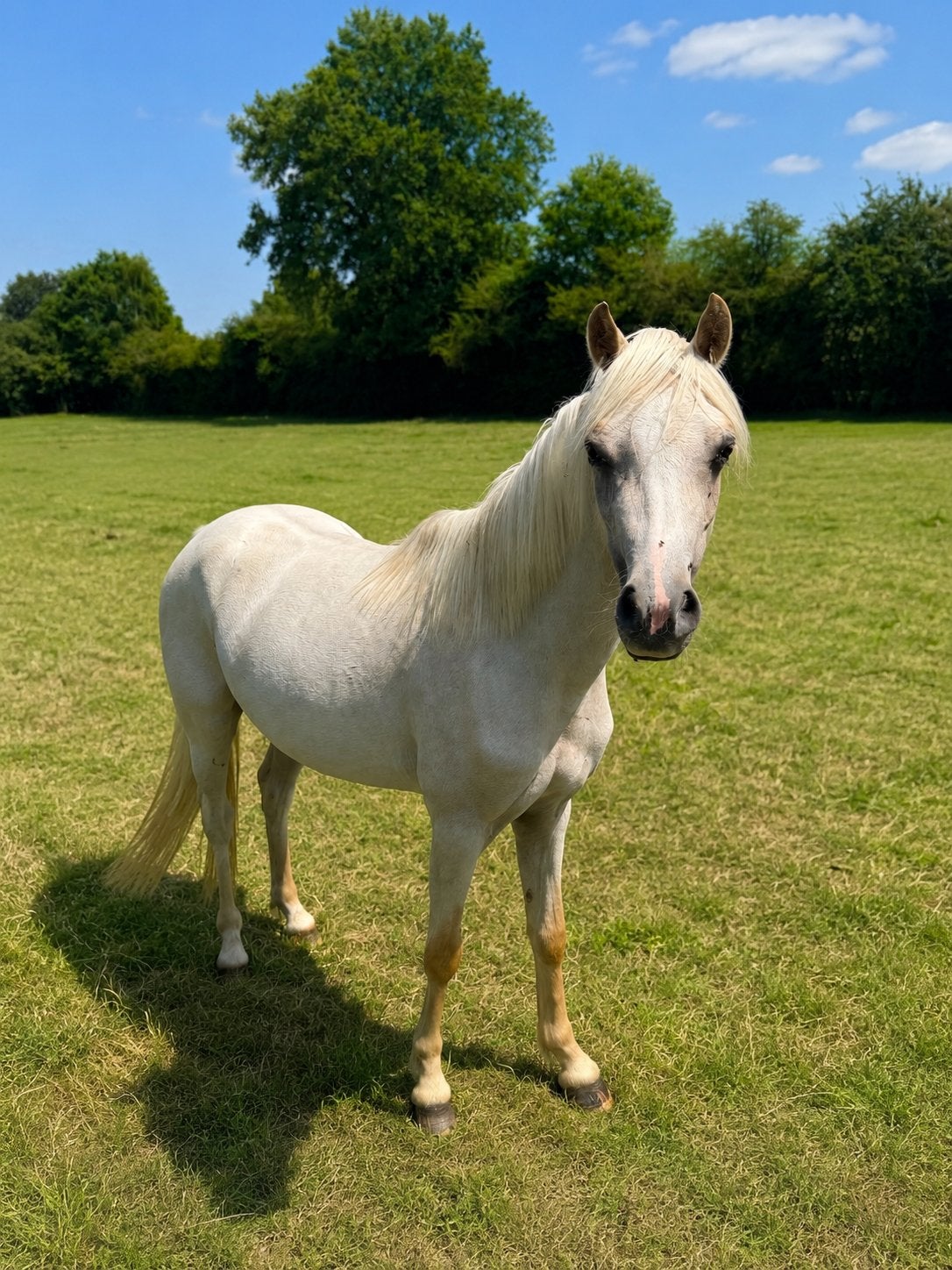 Knappe welsh palomino, Dieren en Toebehoren, Merrie