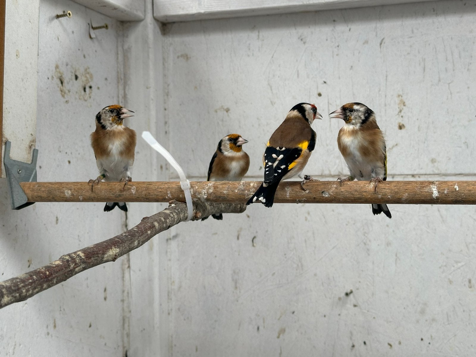 Kleine putter / bloemputter / distelvink, Dieren en Toebehoren, Geringd