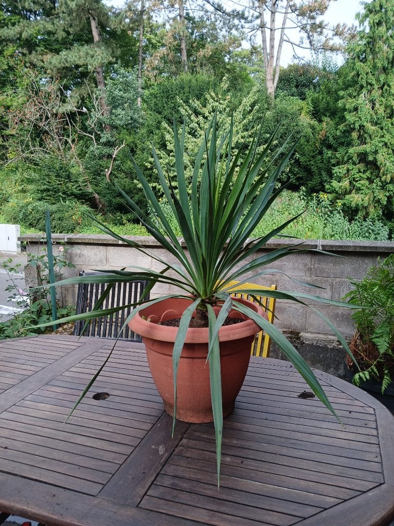 Grand Yucca, Jardin & Terrasse, Plantes | Jardin, Enlèvement, Annuelle