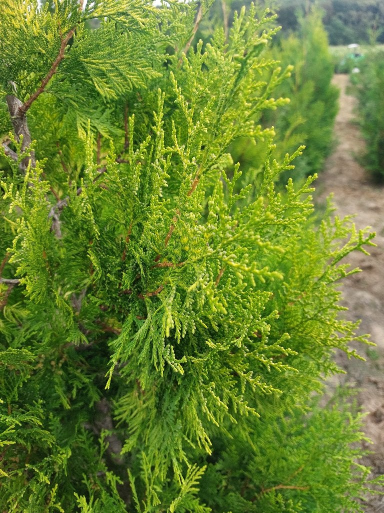 Conifère : thuya brabant Dorée, Enlèvement, Conifère, Haie, 100 à 250 cm