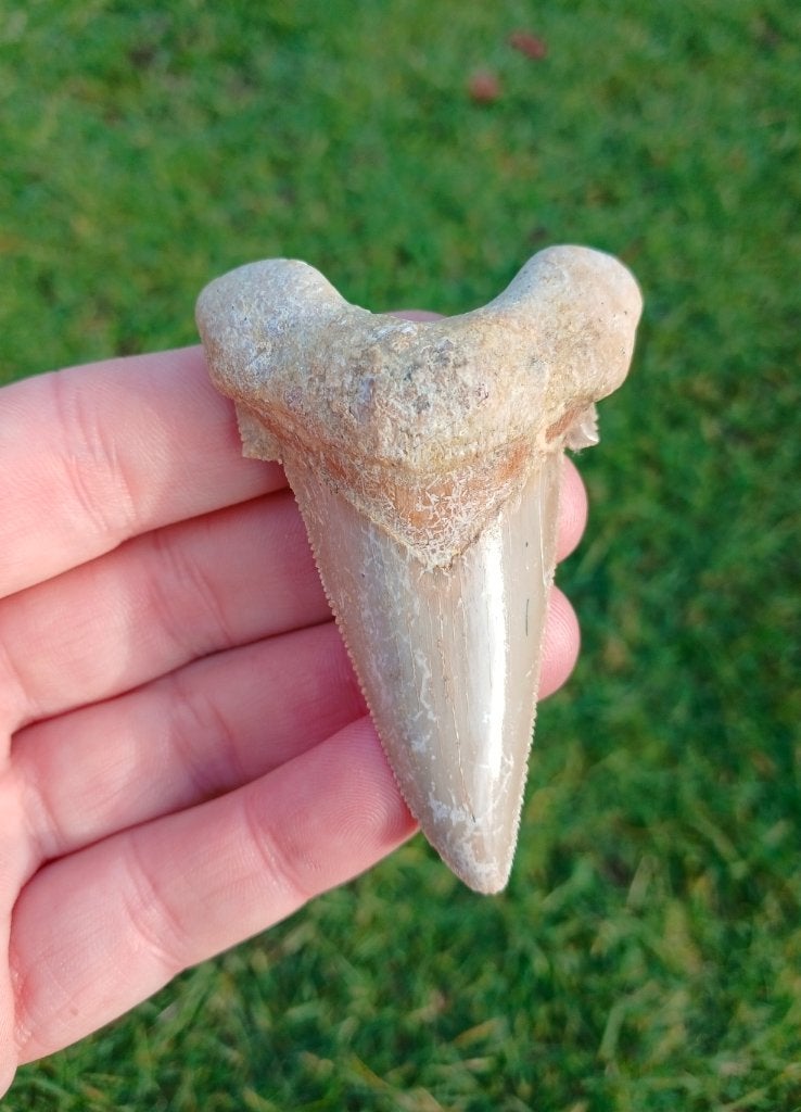 Grote Otodus Sokolovi haaientand fossiel, Verzamelen, Ophalen of Verzenden, Fossiel