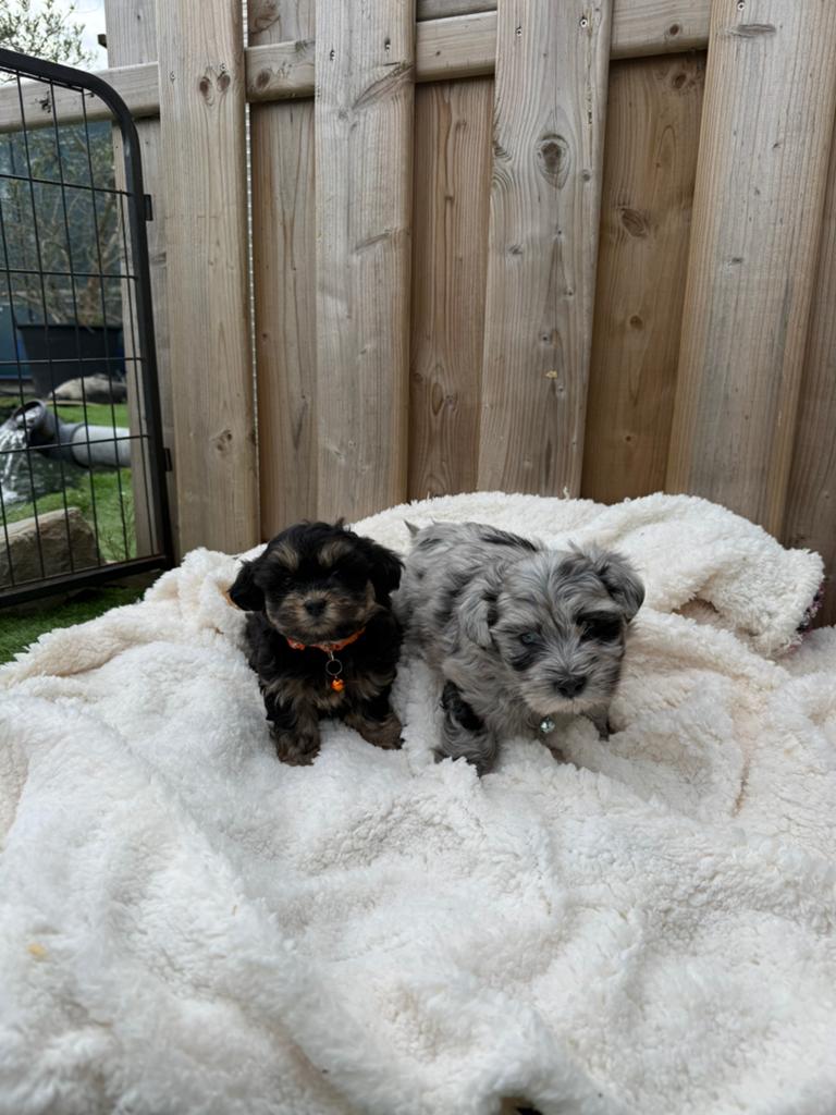 Mooie boomer pups, Dieren en Toebehoren, Honden | Chihuahua's en Gezelschapshonden, Parvo, België, Overige rassen, 8 tot 15 weken
