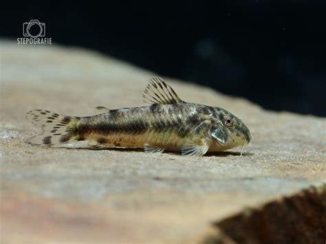 Aspidoras spilotus, Dieren en Toebehoren, Vis