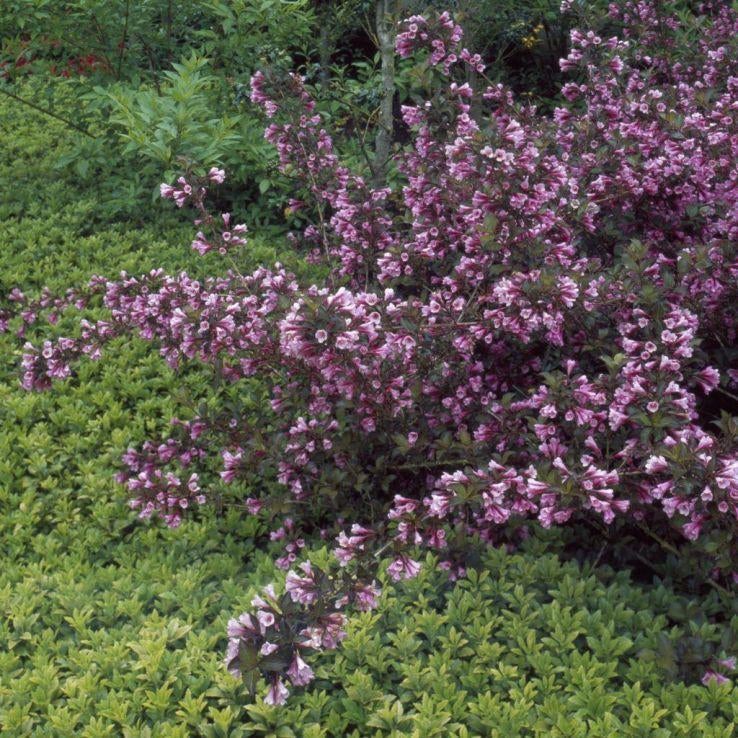 2 x weigelia florida nana purperea in 3 literpot, Tuin en Terras, Planten | Tuinplanten, Ophalen