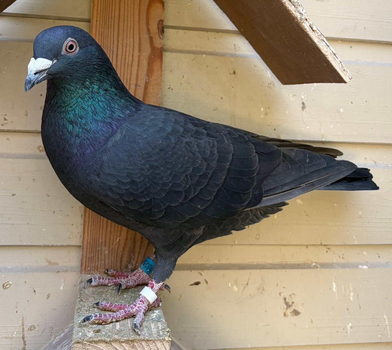 Zwarte jonge doffer, Animaux & Accessoires, Mâle, Pigeon voyageur