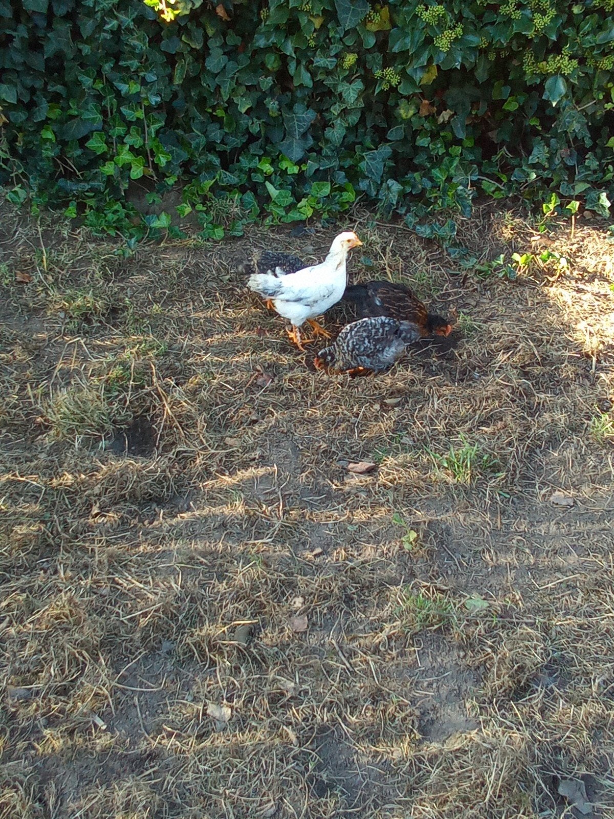4 poussins, à partir du 9 août, Sexe inconnu, Poule ou poulet
